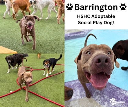 View Barrington the Dog Photo #2