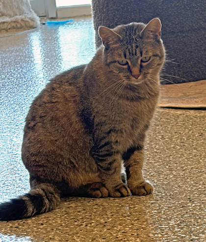 View Fergie (at Smitten Kitten) the Cat Photo #3