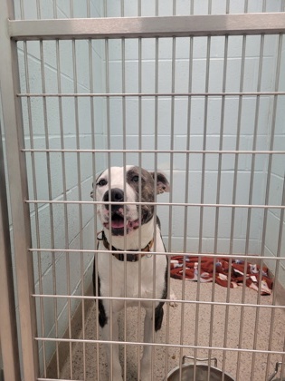 View Romeo the Dog Photo #1