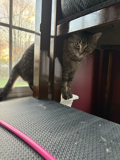 View Giggleboops (in Foster) the Cat Photo #2