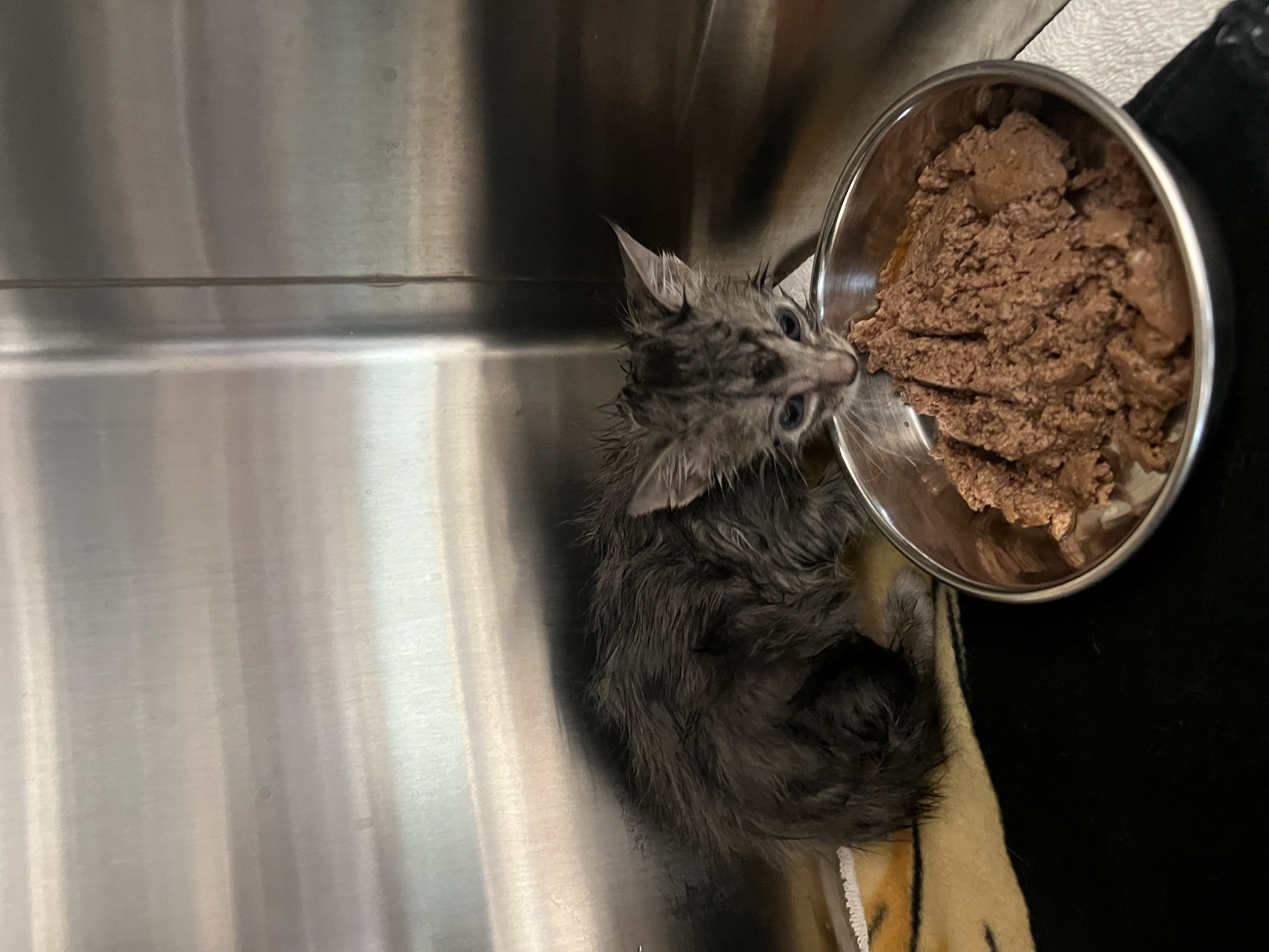 Help Rehome This Cat Cat