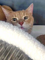 View Manny the Cat Photo #2