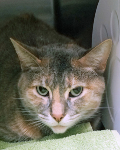 View Jinora the Cat Photo #2