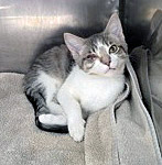 View Fondue the Cat Photo #3