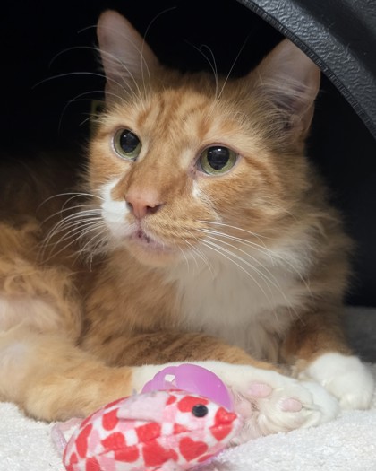 Learn More About Simba Dee Photo of Simba Dee