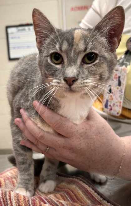 View Luna Renee the Cat Photo #2
