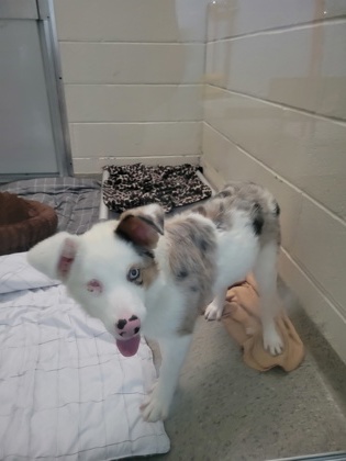 Help Rehome This Dog Dog
