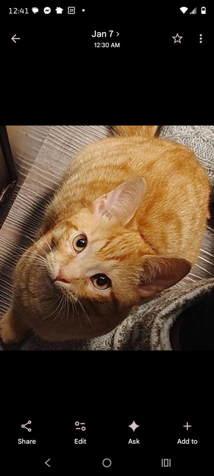 View O'malley the Cat Photo #2