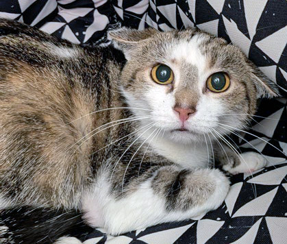 View Emma the Cat Photo #2