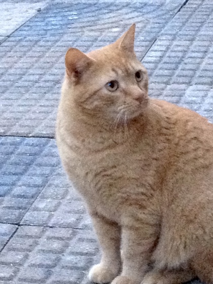 Have You Seen Runt? Cat