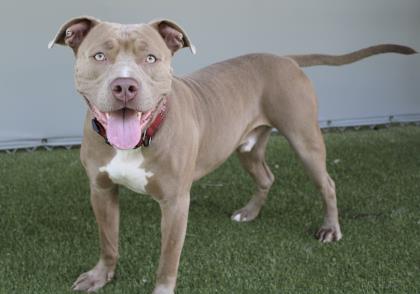 View Buford the Dog Photo #1