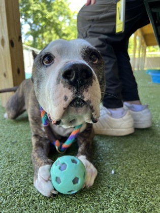Learn More About Tyson Photo of Tyson