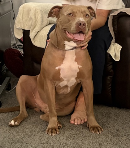 Photo of Buford (in foster)