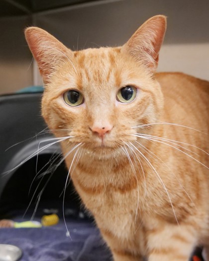 View Kasai the Cat Photo #2