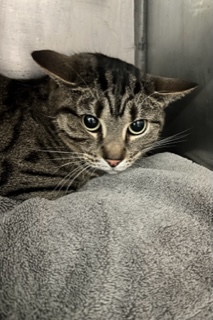 View Nova (in Foster) the Cat Photo #1