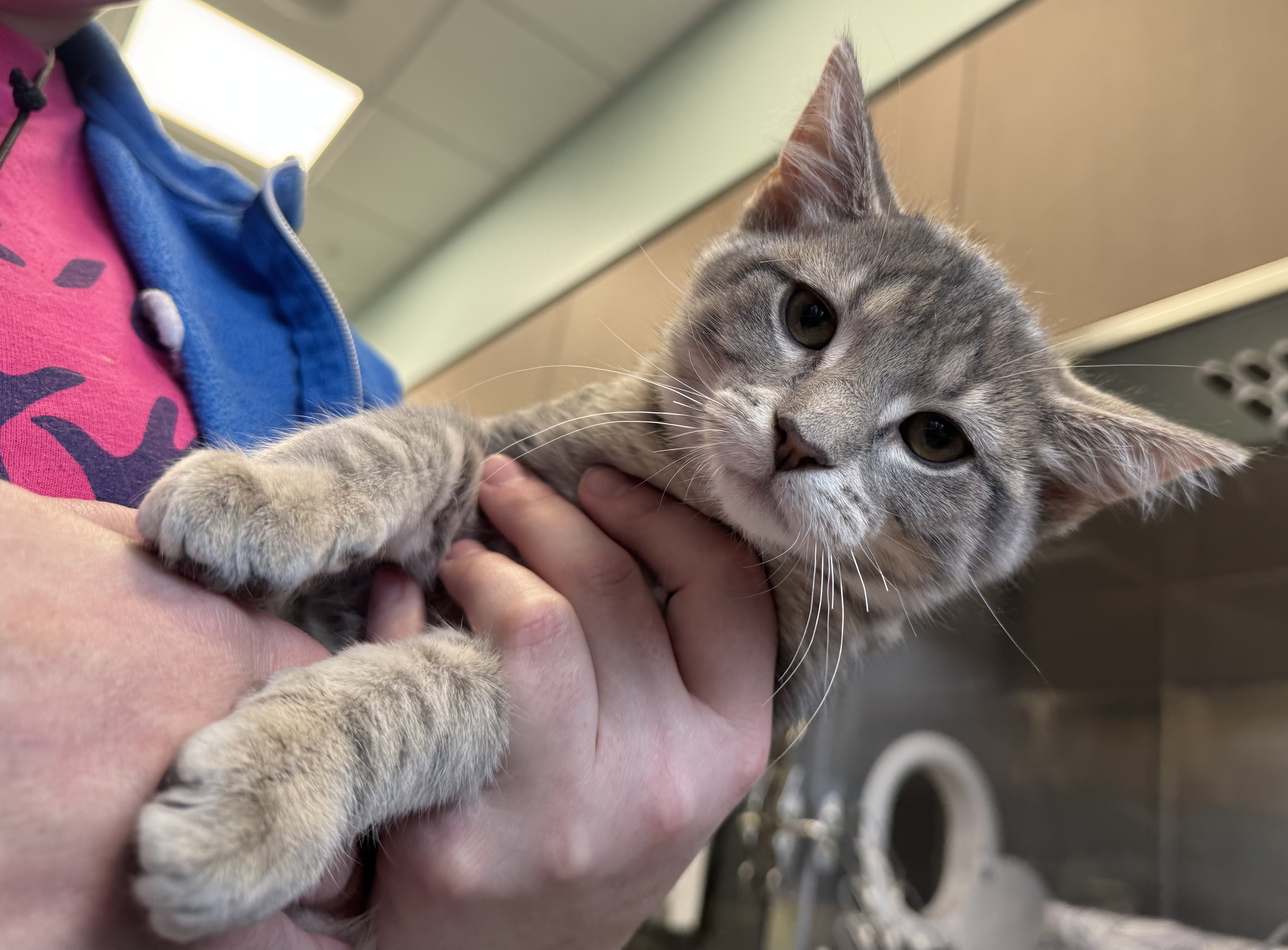 View Baguette the Cat Photo #2