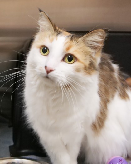 Learn More About Sophie Sophie