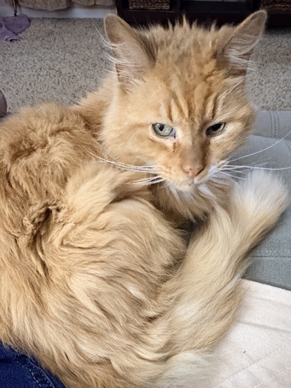Have You Seen Charlie Brown? Cat