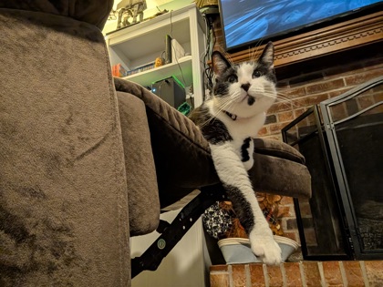View Figaro the Cat Photo #2