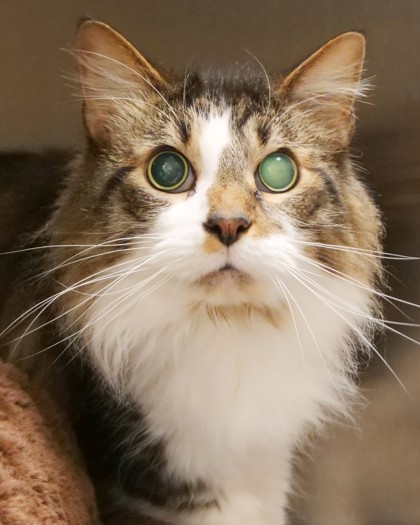 Hook (Bonded to Spooky) (at Smitten Kitten)