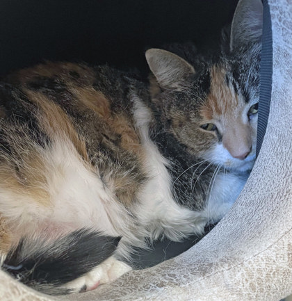 View Marie (at Smitten Kitten) the Cat Photo #1