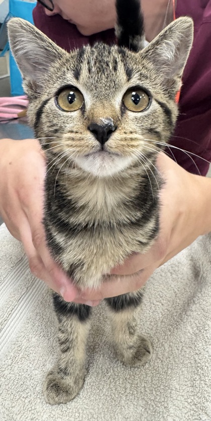AGGIE - Domestic Shorthair / Mix available for adoption