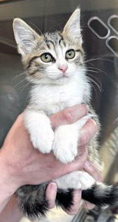 View Bunnie the Cat Photo #1