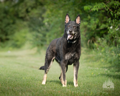 View Grimm the Dog Photo #3