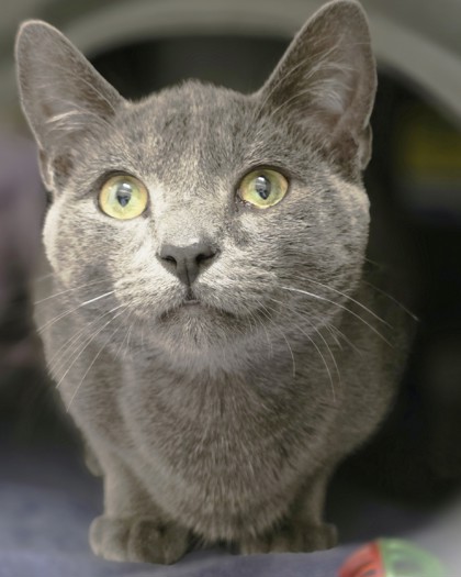 Harvey - Cat