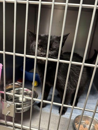 View Boo Bear (in Foster) the Cat Photo #2