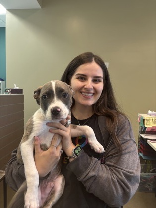 APPLE - Pit Bull Terrier / Mix available for adoption