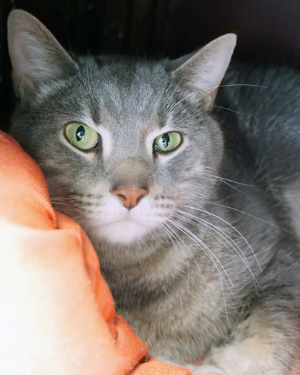 Harper (bonded to Penelope)