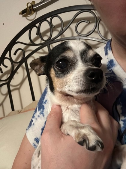 Have You Seen Mini? Dog