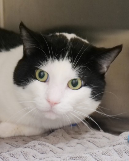 View Nike the Cat Photo #2