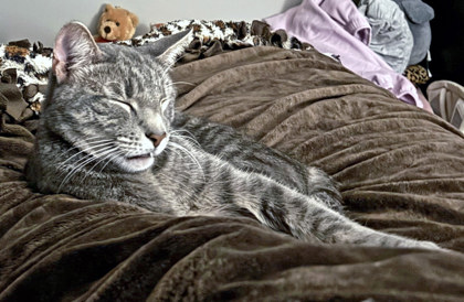 View Pickles (in Foster) the Cat Photo #1