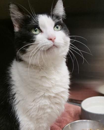 Learn More About Boogie (bonded To Malachi) In Foster Photo of Boogie (Bonded to Malachi) In Foster