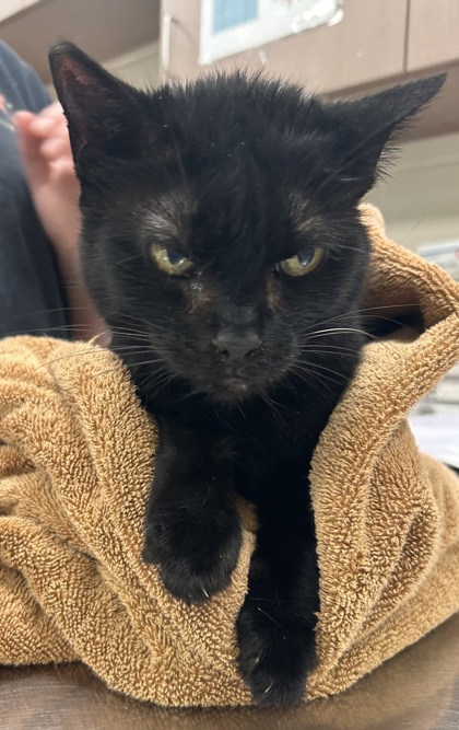 Photo of Boo Bear (in foster)