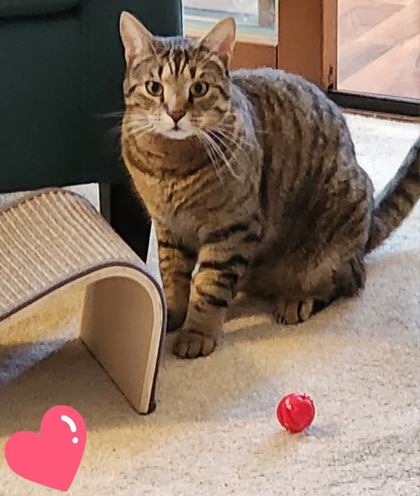 View Stanley (buddy) the Cat Photo #3