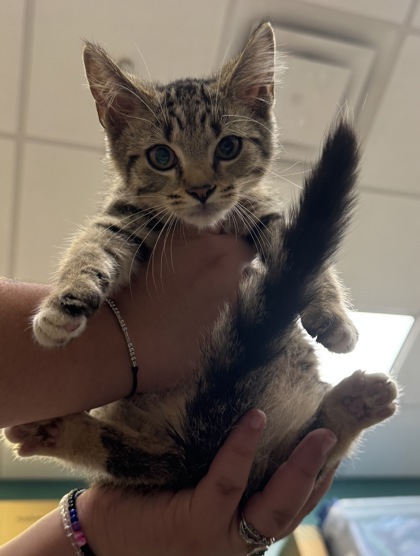 Help Rehome This Cat Cat
