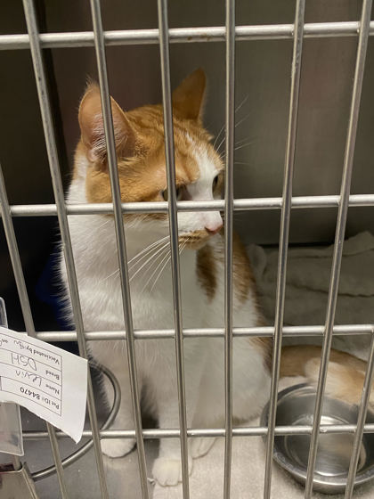 View Levin (at Smitten Kitten) the Cat Photo #2