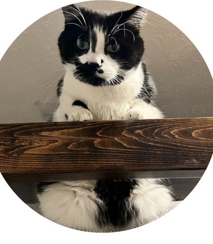 View Lost Cat Photo #1