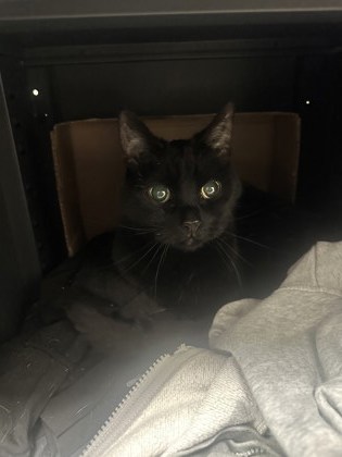 View Found Cat Photo #1