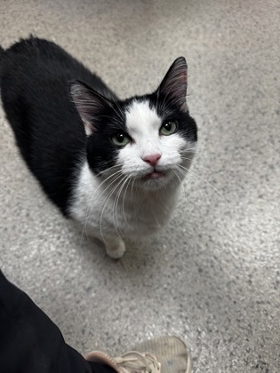 View Boogie (bonded To Malachi) In Foster the Cat Photo #2