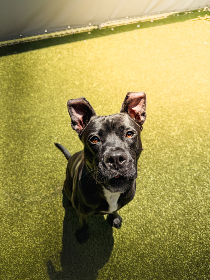 Learn More About Rebel Photo of Rebel