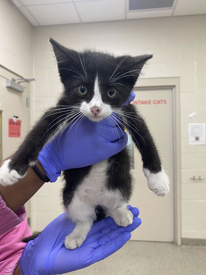 Help Rehome This Cat Cat