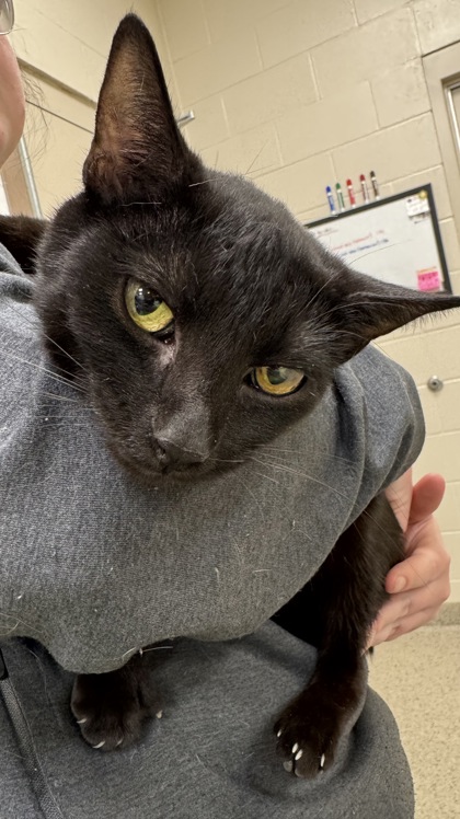 View Squirrel the Cat Photo #1