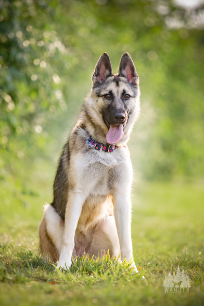 View Jovie the Dog Photo #3