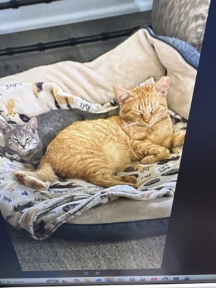 Have You Seen Gus? Cat