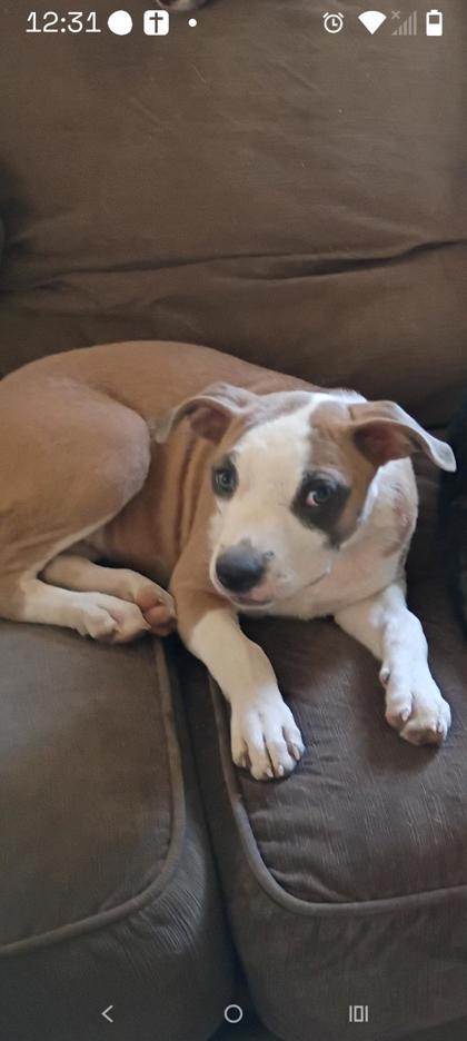 Have You Seen Megatron? Dog