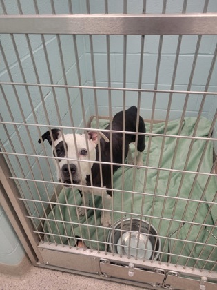 View Macey the Dog Photo #1